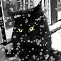 Кошки и котята Чёрный кот в снегопад аватар