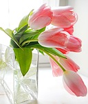 Букеты цветов Тюльпаны для Жени аватар